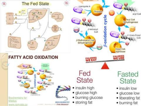 Fat oxidation and fasted states.jpg