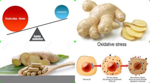 Gember en oxidatieve stress.jpg