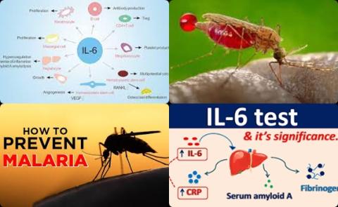 IL6 and malaria.jpg