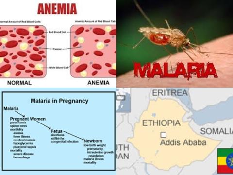 Malaria and pregnancy.jpg