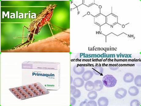 Malaria en Tafenoquine.jpg