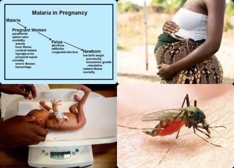 Malaria en pregnancy.jpg