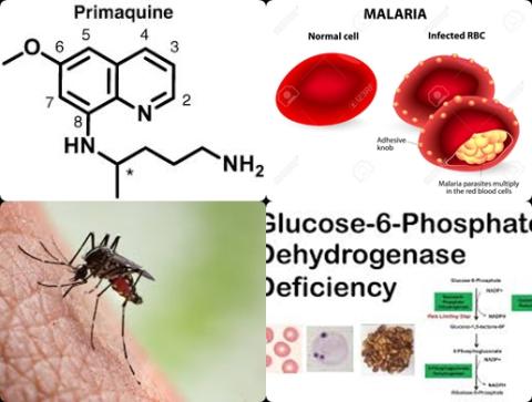 Malaria en primaquine.jpg