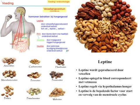Noten en leptine.jpg