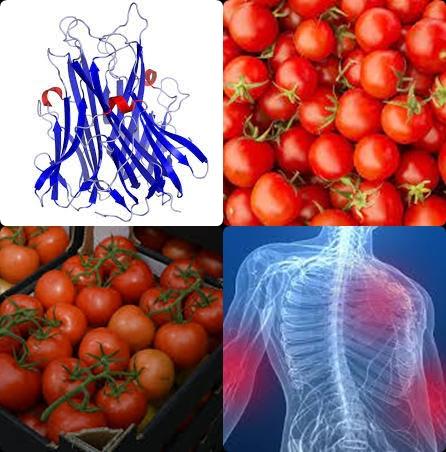 Tomaten en tumornecrosefactor-alfa gehalte.jpg
